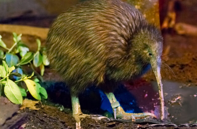 North Island Brown Kiwi
