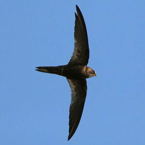African Black Swift
