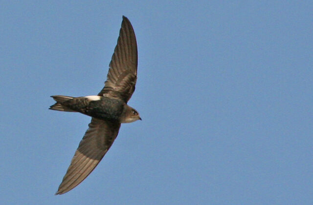 Horus Swift