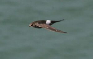 Pacific Swift