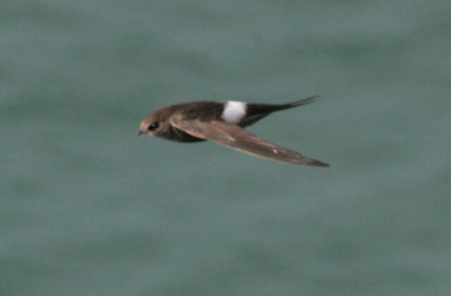 Pacific Swift