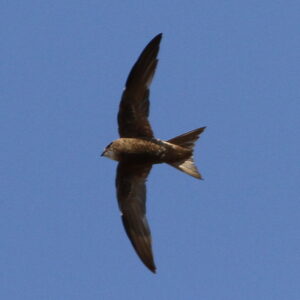 Forbes-Watson’s Swift