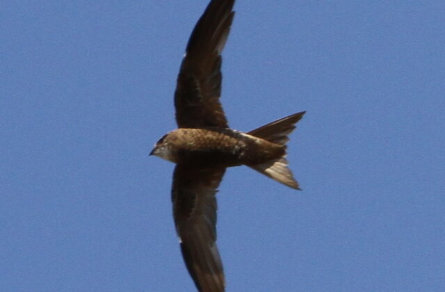 Forbes-Watson’s Swift