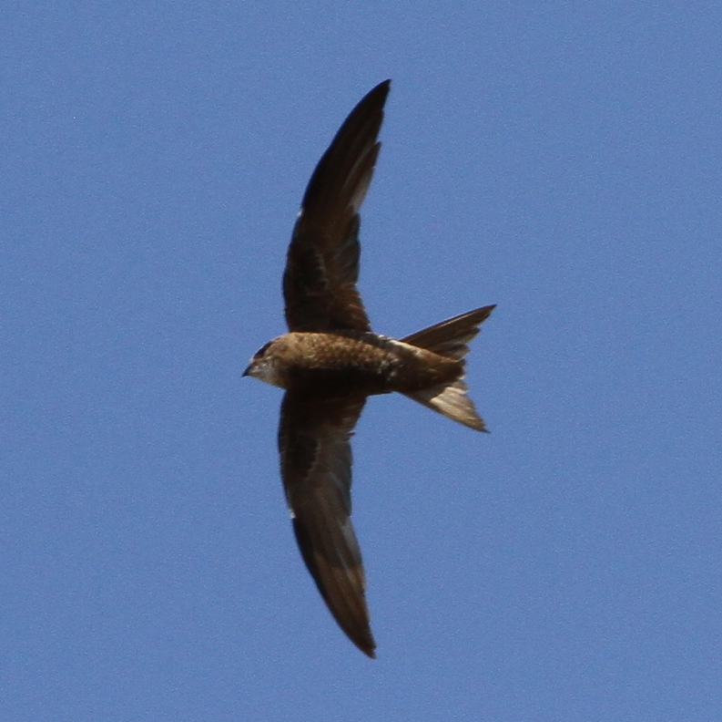 Forbes-Watson’s Swift