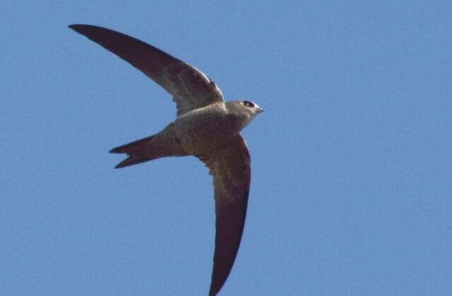 Bradfield’s Swift