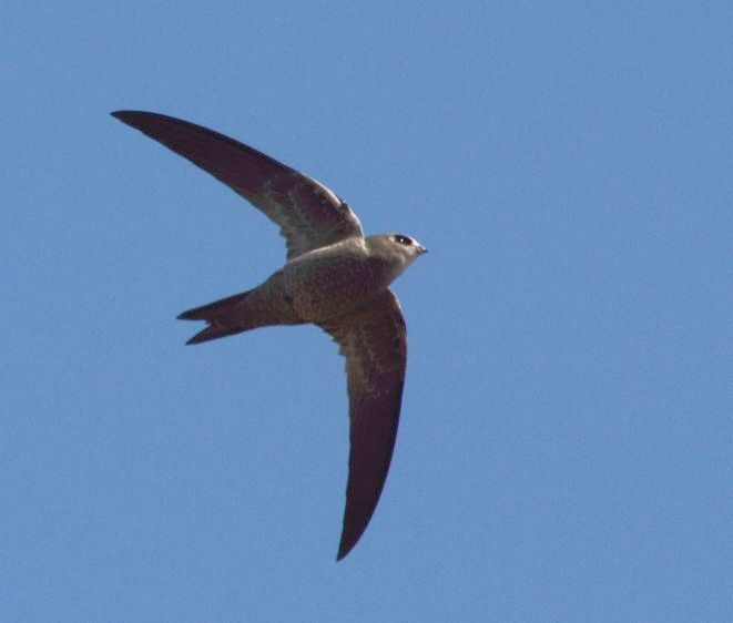 Bradfield’s Swift