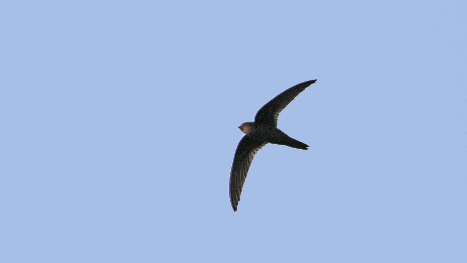 Cook’s Swift