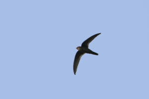 Cook’s Swift