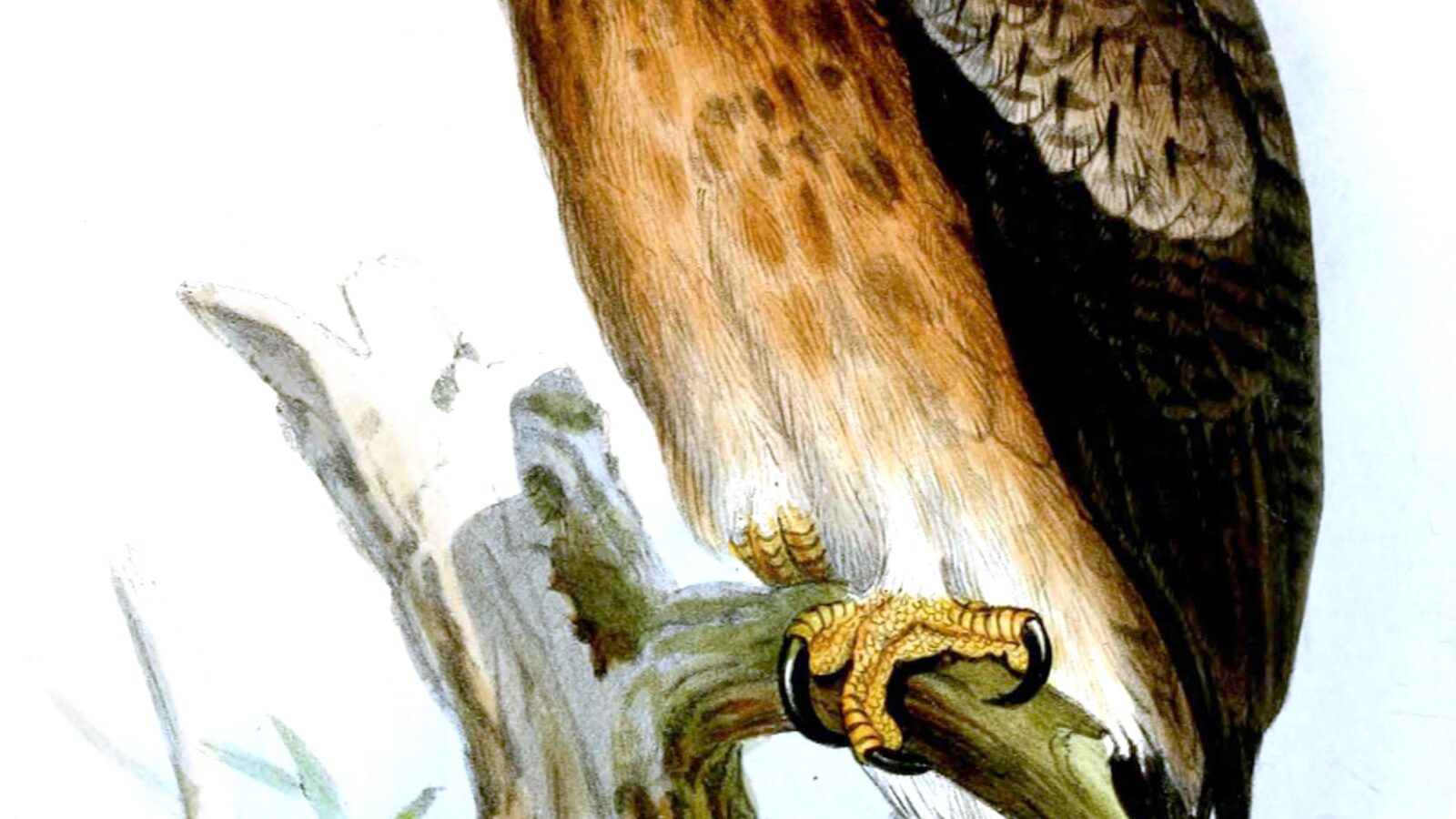 Gurney’s Eagle