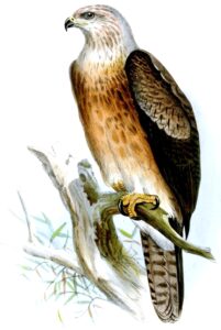 Gurney’s Eagle