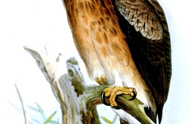 Gurney’s Eagle