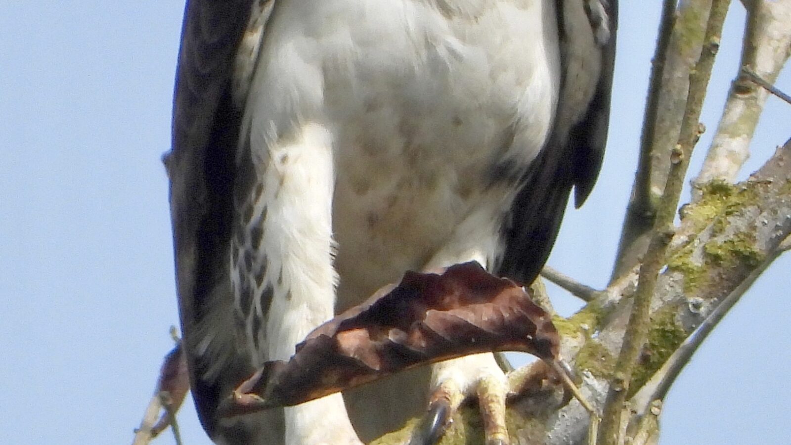 Cassin’s Hawk-Eagle
