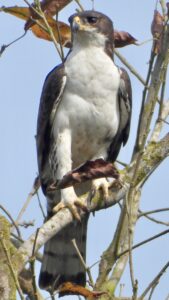 Cassin’s Hawk-Eagle
