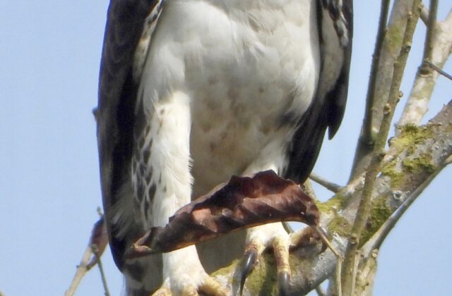 Cassin’s Hawk-Eagle
