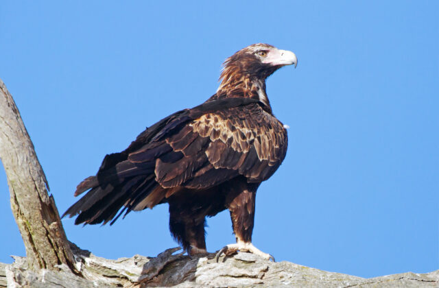 Wedge-tailed Eagle