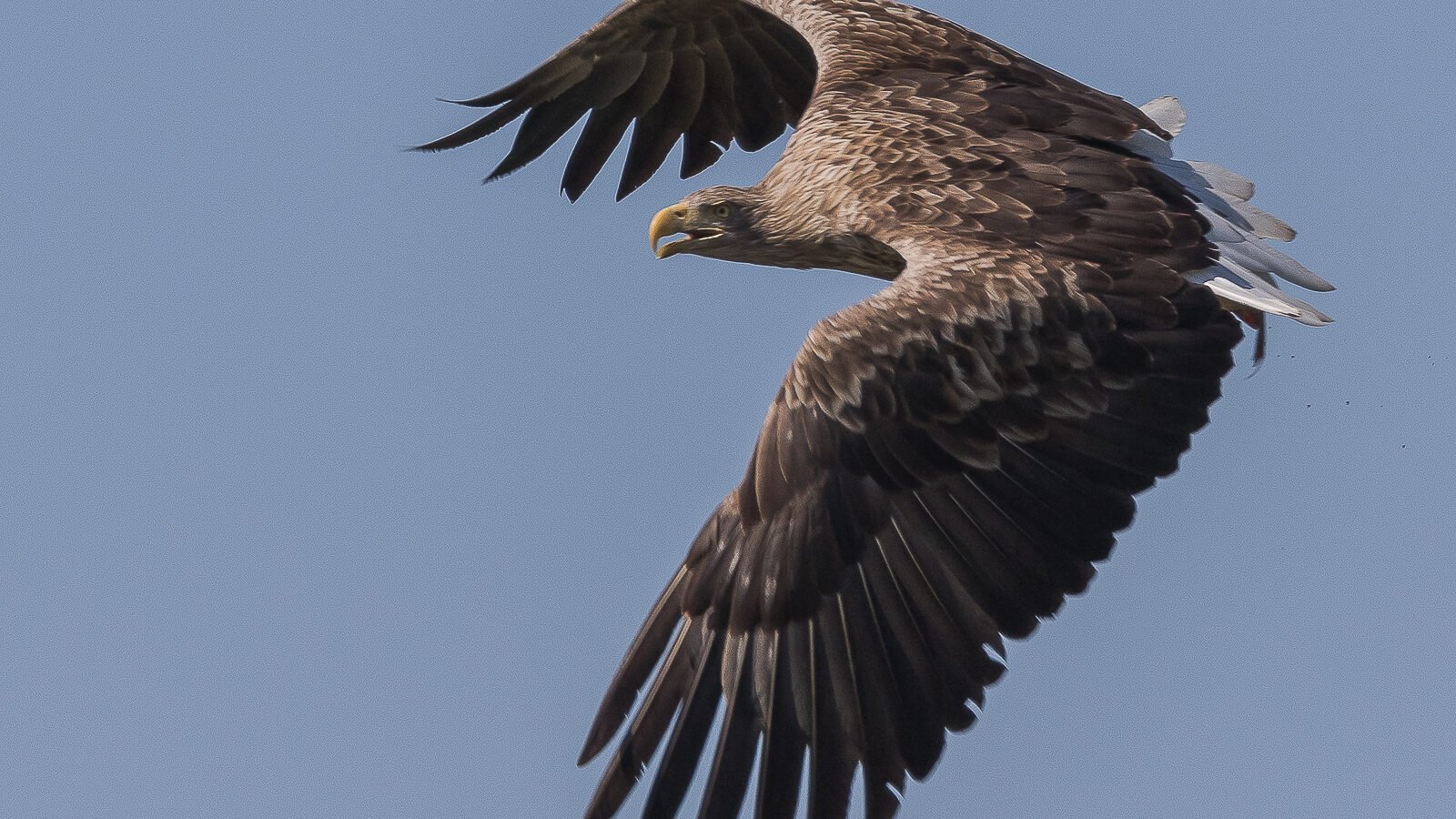 White-tailed Eagle