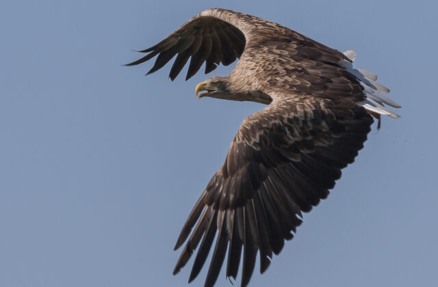 White-tailed Eagle