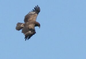 Lesser Spotted Eagle