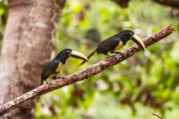 Black-necked Aracari
