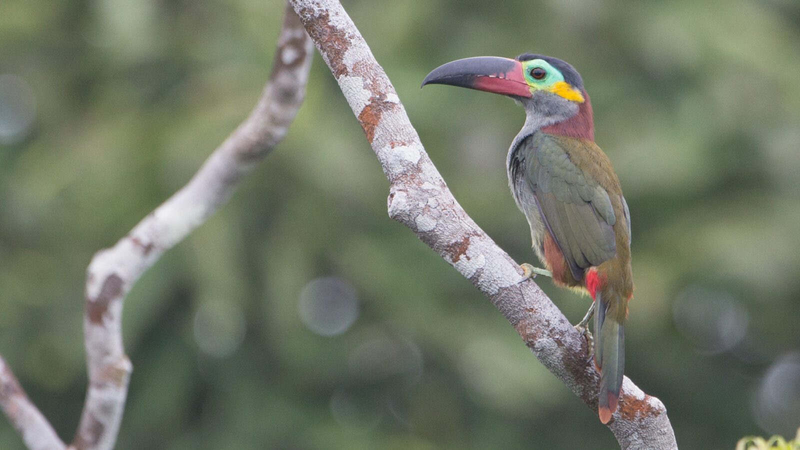 Guianan Toucanet