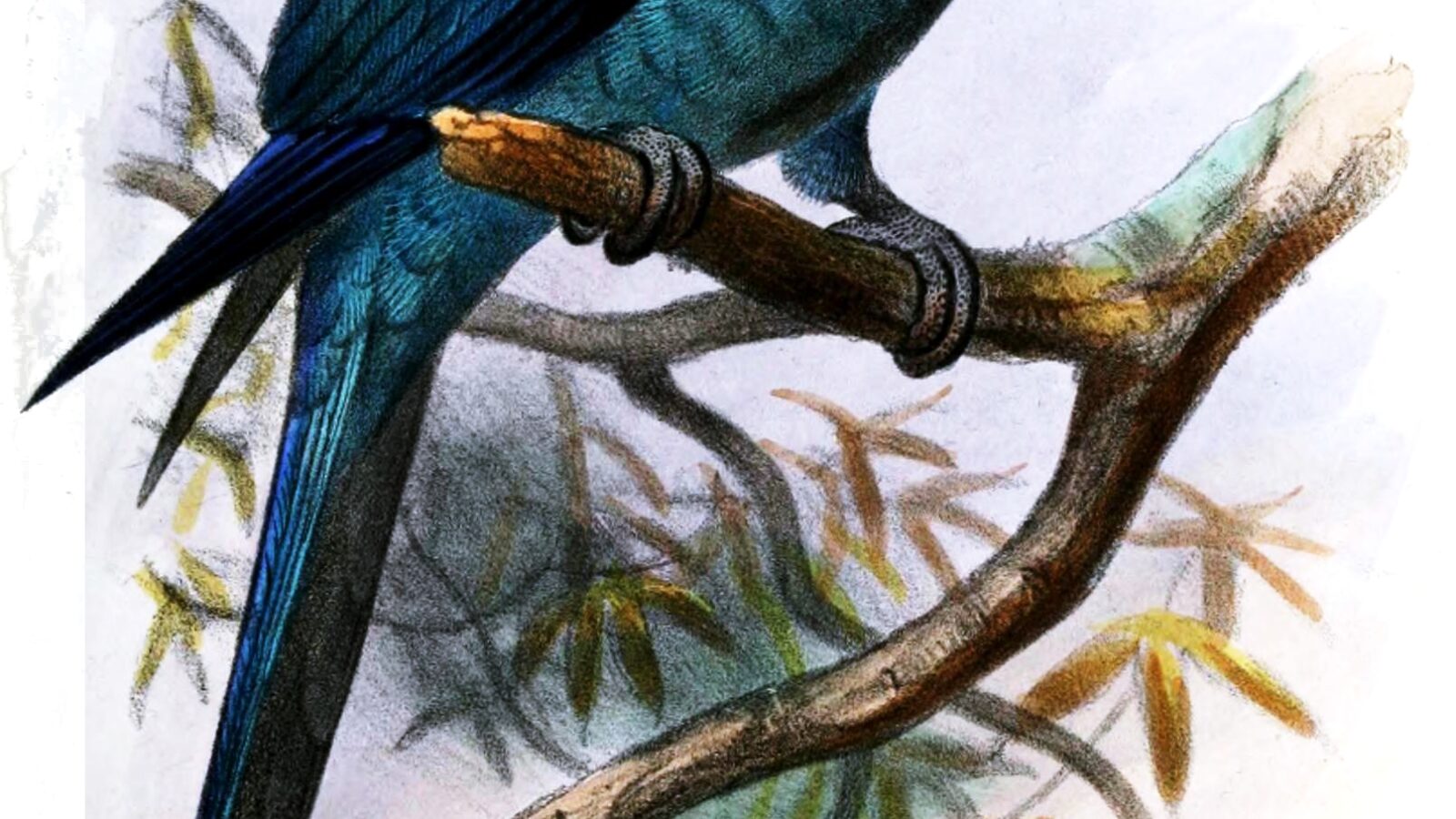Spix’s Macaw