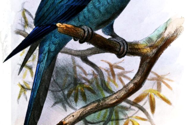 Spix’s Macaw