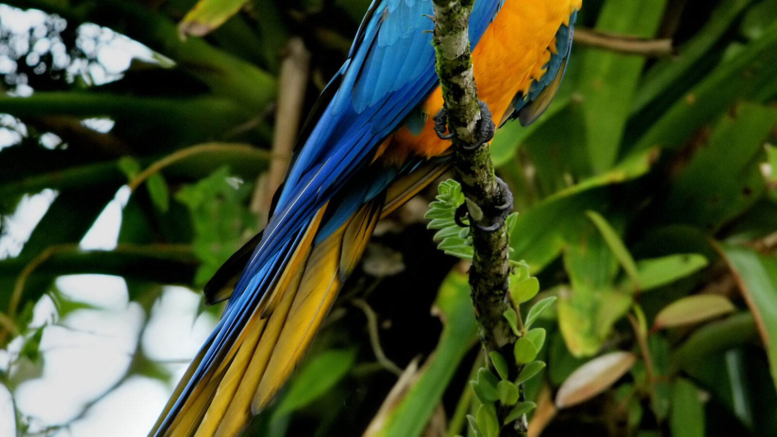 Blue-and-yellow Macaw