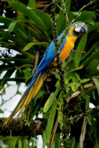 Blue-and-yellow Macaw