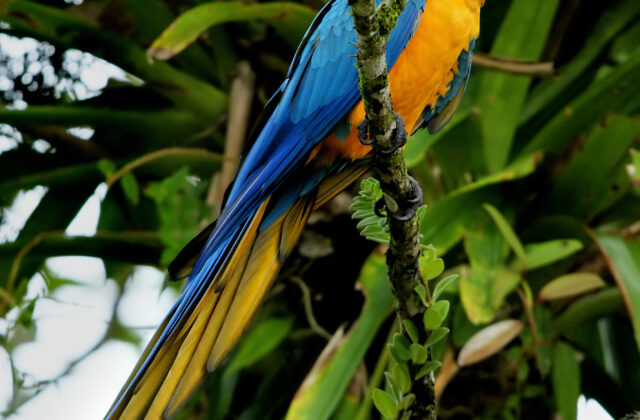 Blue-and-yellow Macaw