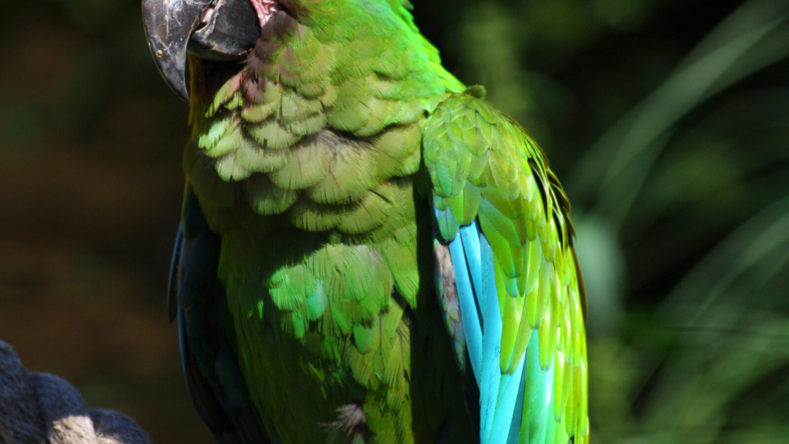 Military Macaw