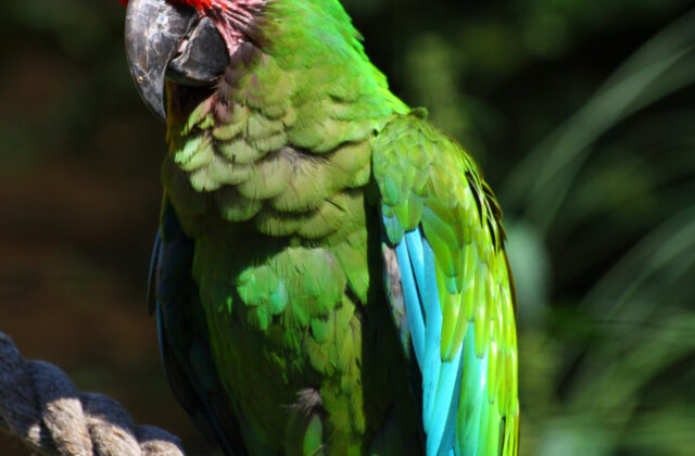 Military Macaw