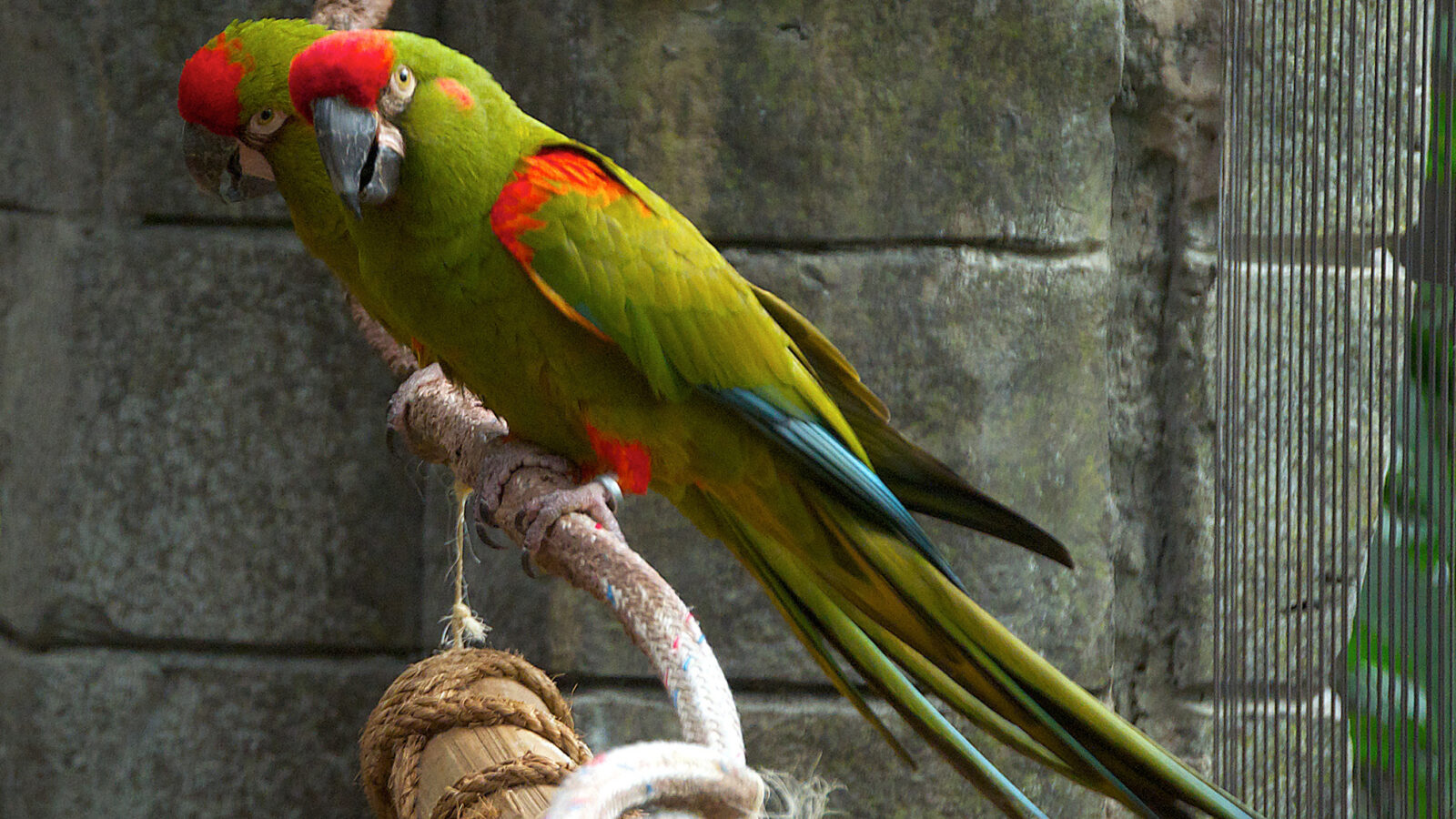 Red-fronted Macaw