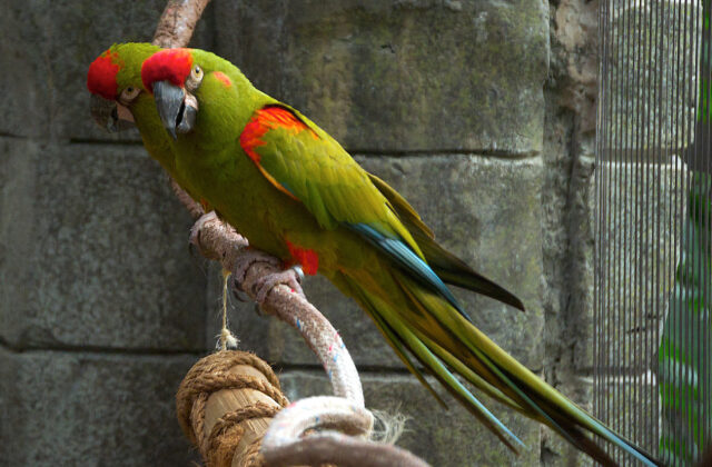 Red-fronted Macaw