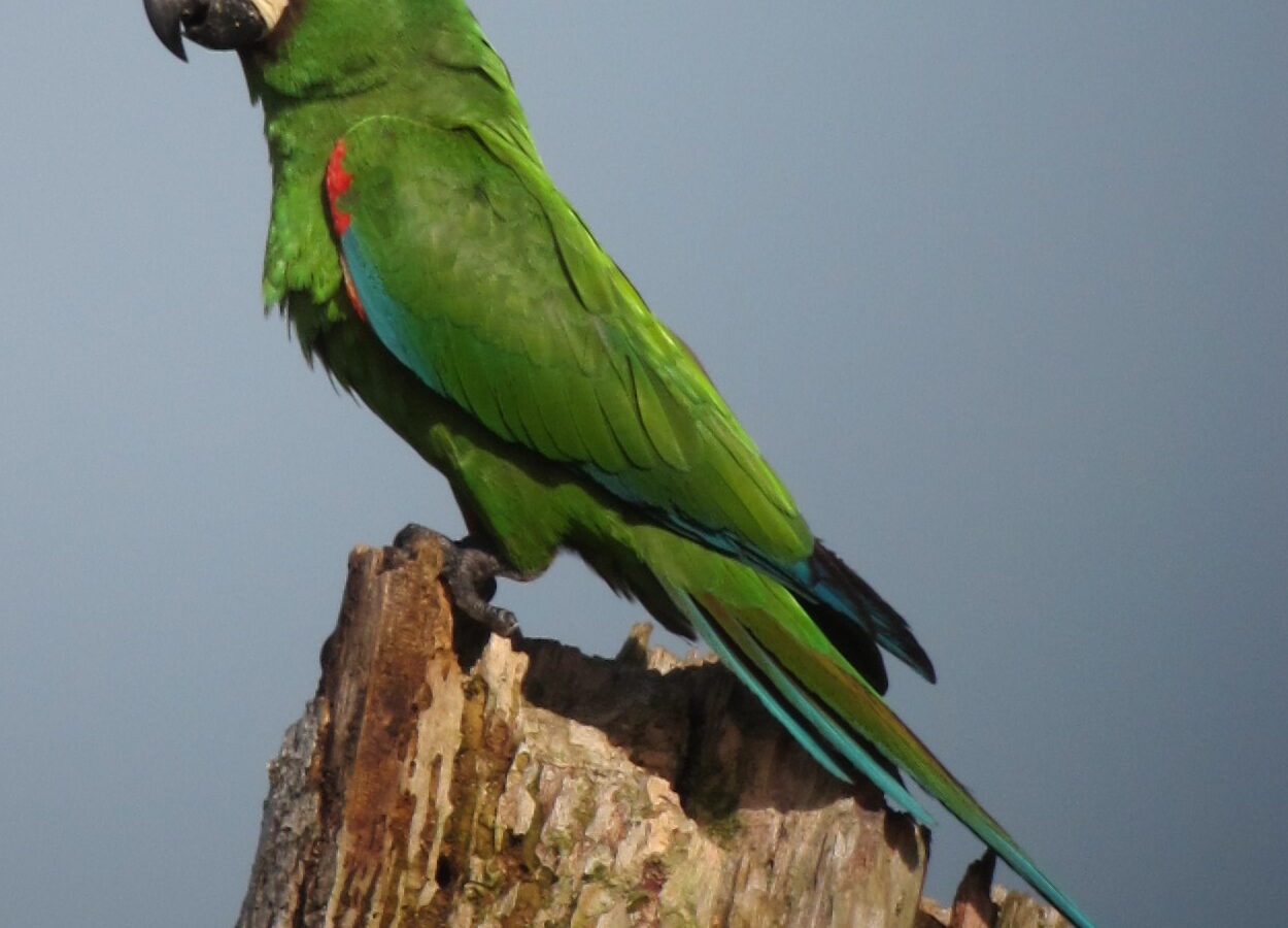 Chestnut-fronted Macaw