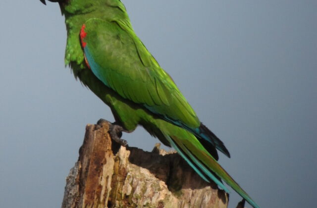 Chestnut-fronted Macaw