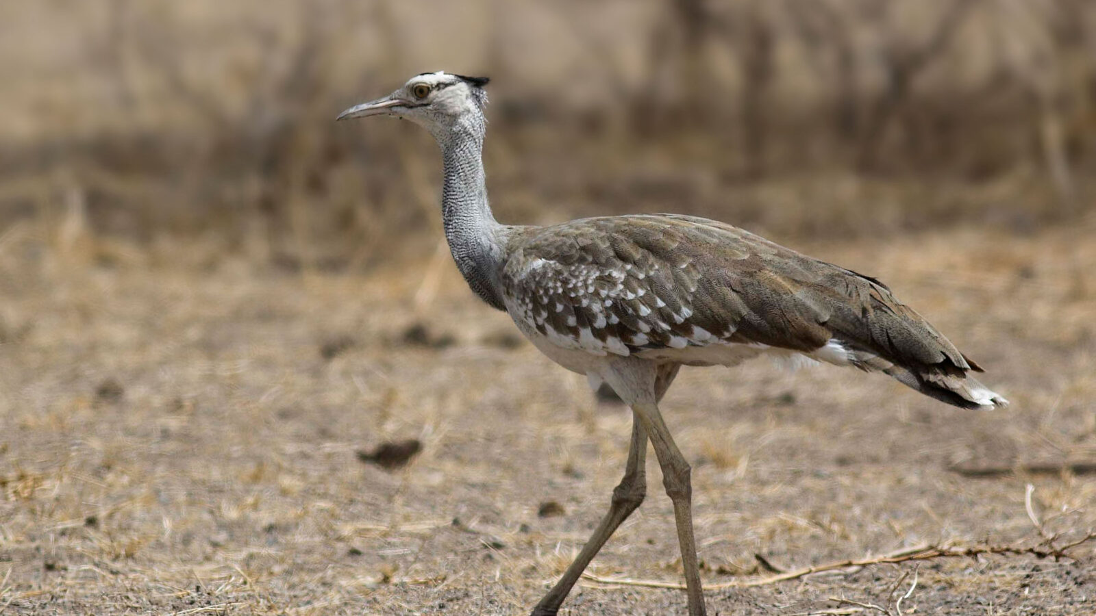 Arabian Bustard