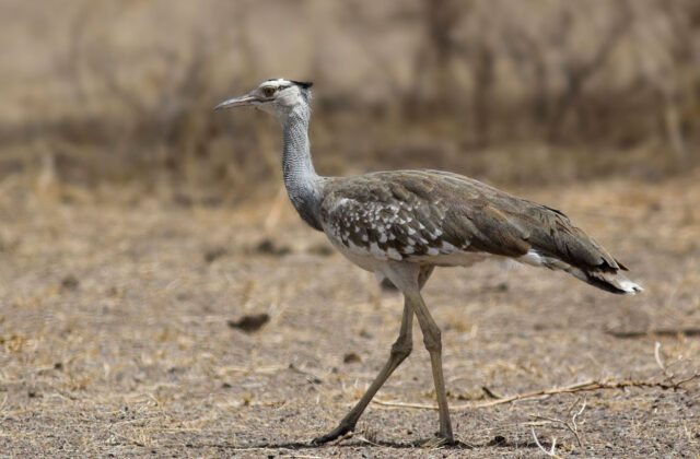 Arabian Bustard