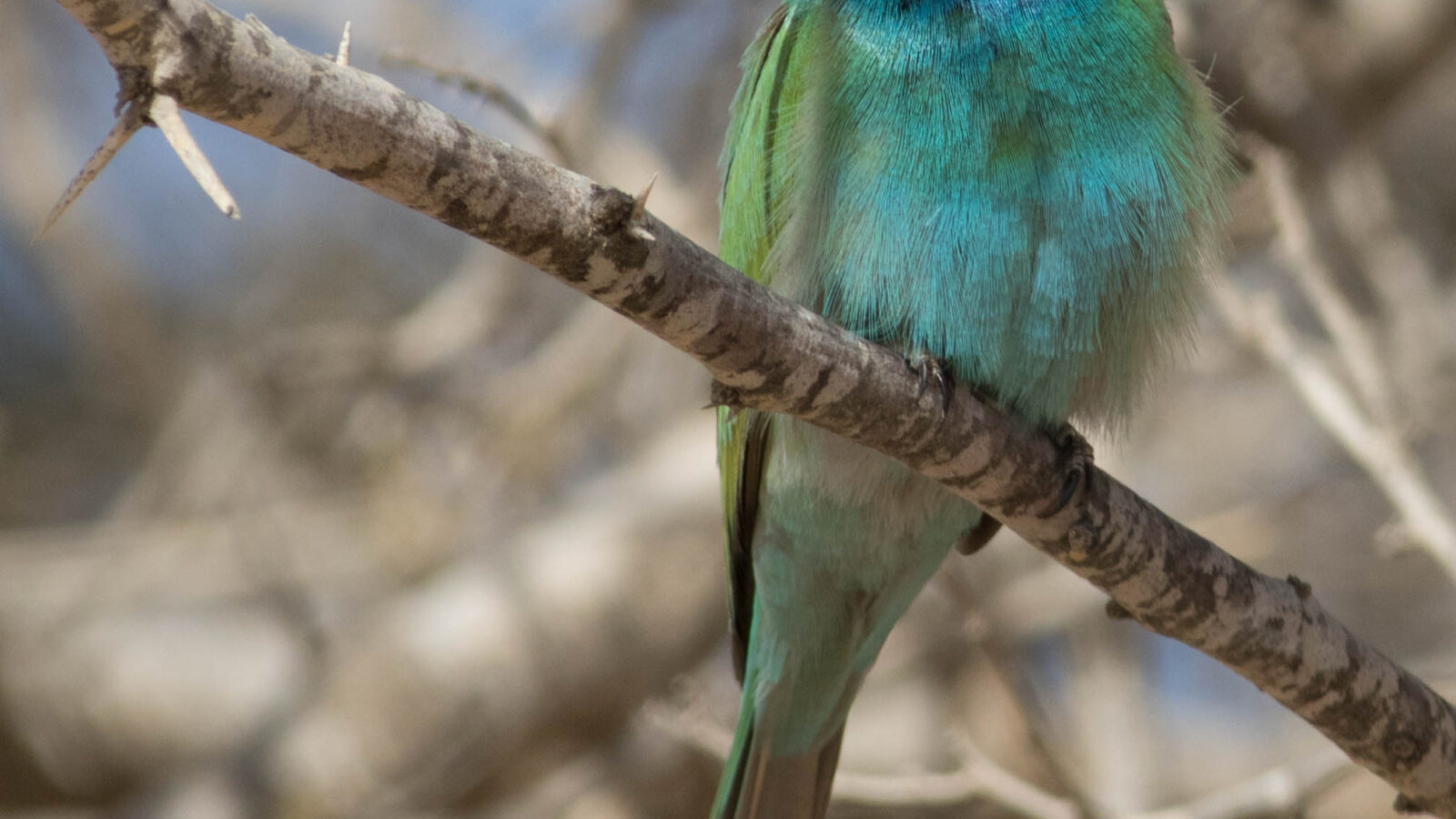 Arabian Green Bee-eater
