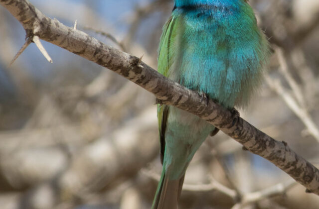 Arabian Green Bee-eater