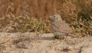 Arabian Lark