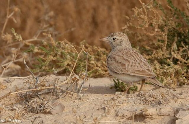 Arabian Lark