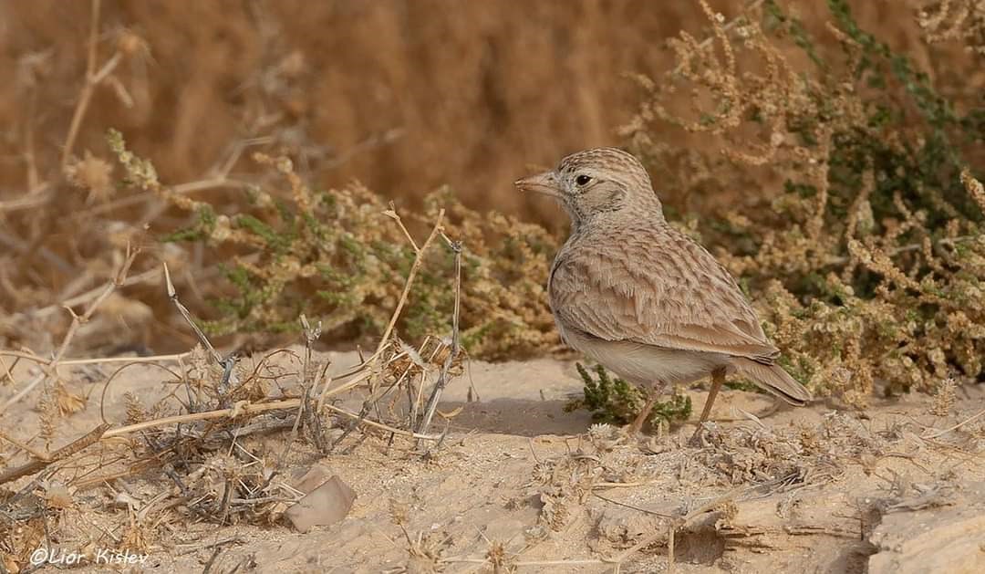 Arabian Lark