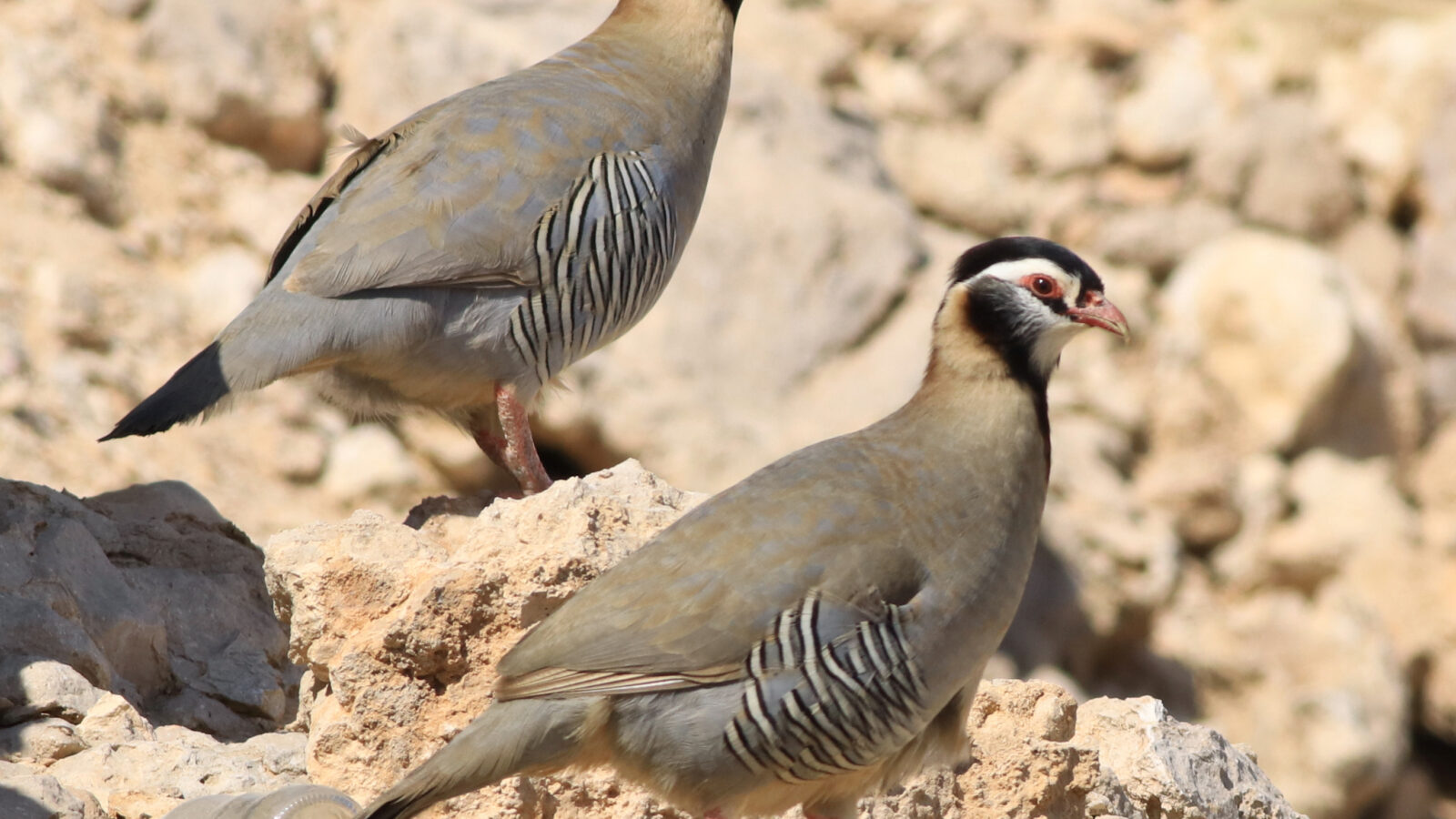 Arabian Partridge