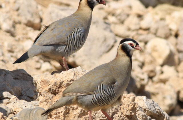 Arabian Partridge