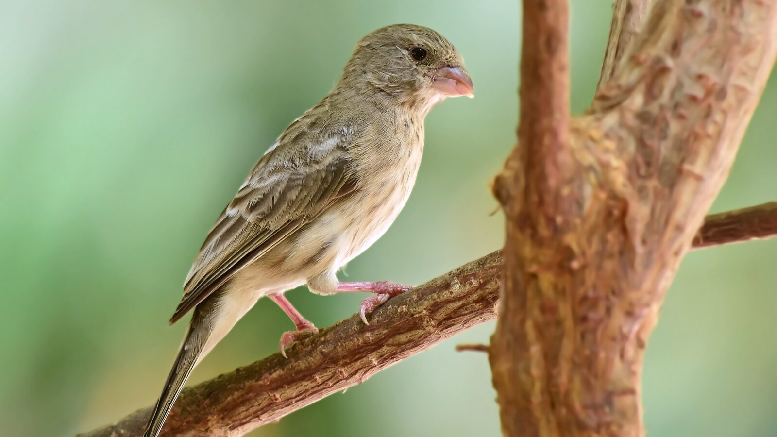 Arabian Serin
