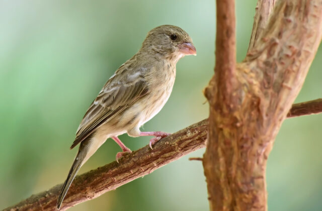 Arabian Serin