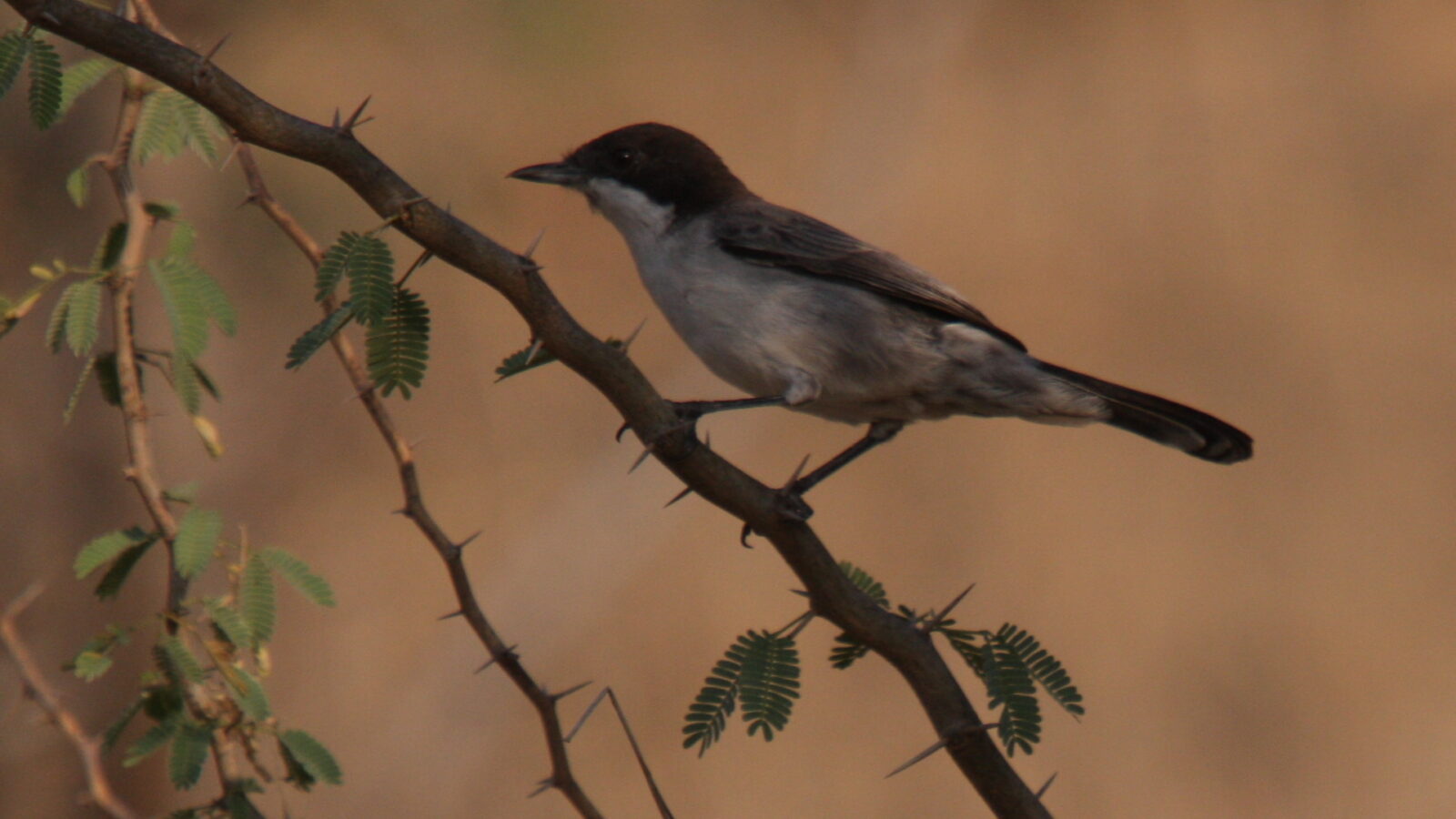 Arabian Warbler