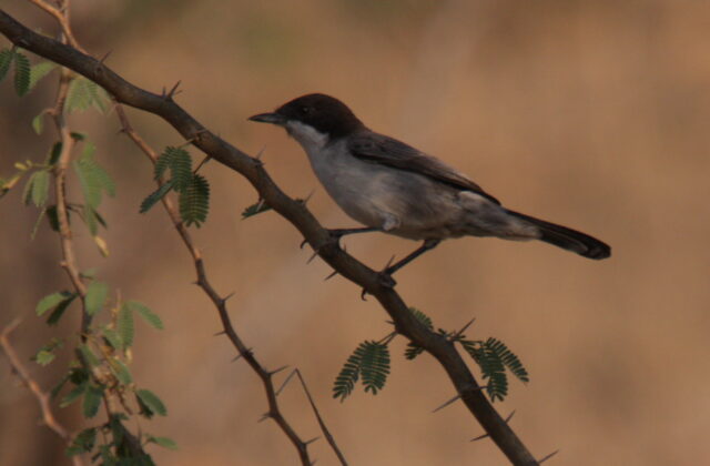 Arabian Warbler