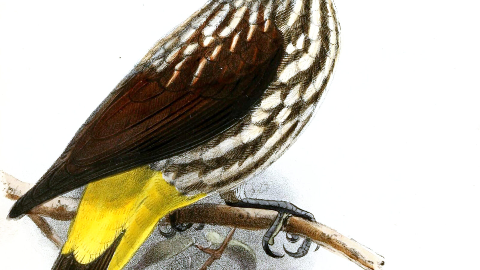 Whitehead’s Spiderhunter