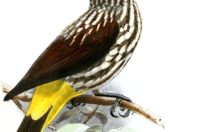 Whitehead’s Spiderhunter